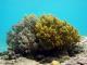 8 直立穗珊瑚  Nephthea  erecta