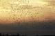 鷺鷥群出現在秋意初起的龍鑾潭南岸的天空 (1)