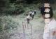 墾丁國家公園警察隊展開搜救「紅尾伯勞」的神聖任務9-警員拔起「鳥仔踏」及割破圍網