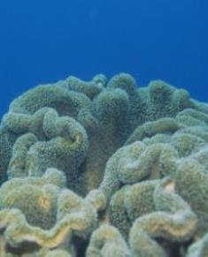 珊瑚礁生態保育週