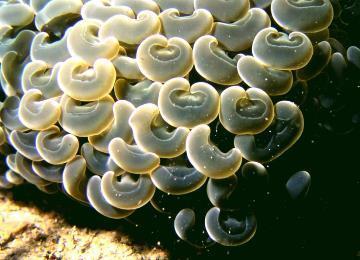墾丁海域的腎形真葉珊瑚