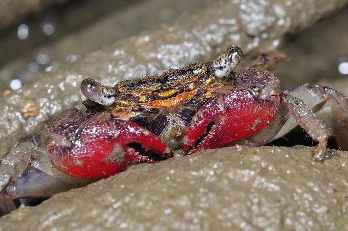血螯擬相手蟹(P. sanguimanus)