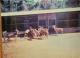 1990年本處回贈梅花鹿給台北市立木柵動物園-2