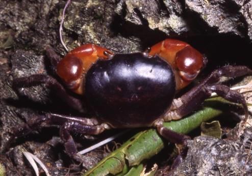 橙螯隱蟹Epigrapsusnotatus（Ng & Liu,1998）