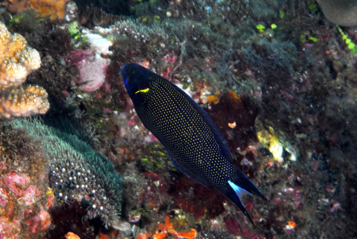 單線黑隆魚Labropsisxanthonota