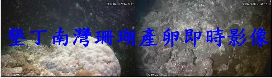 墾丁南威珊瑚產卵即時影像