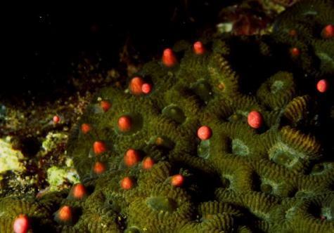 珊瑚礁產卵
