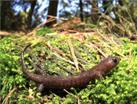 阿里山山椒魚