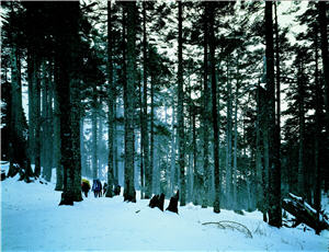 冷杉林／余榮欽攝，雪霸國家公園管理處提供 