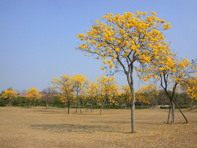 高雄都會公園「2014年春回大地音樂會」