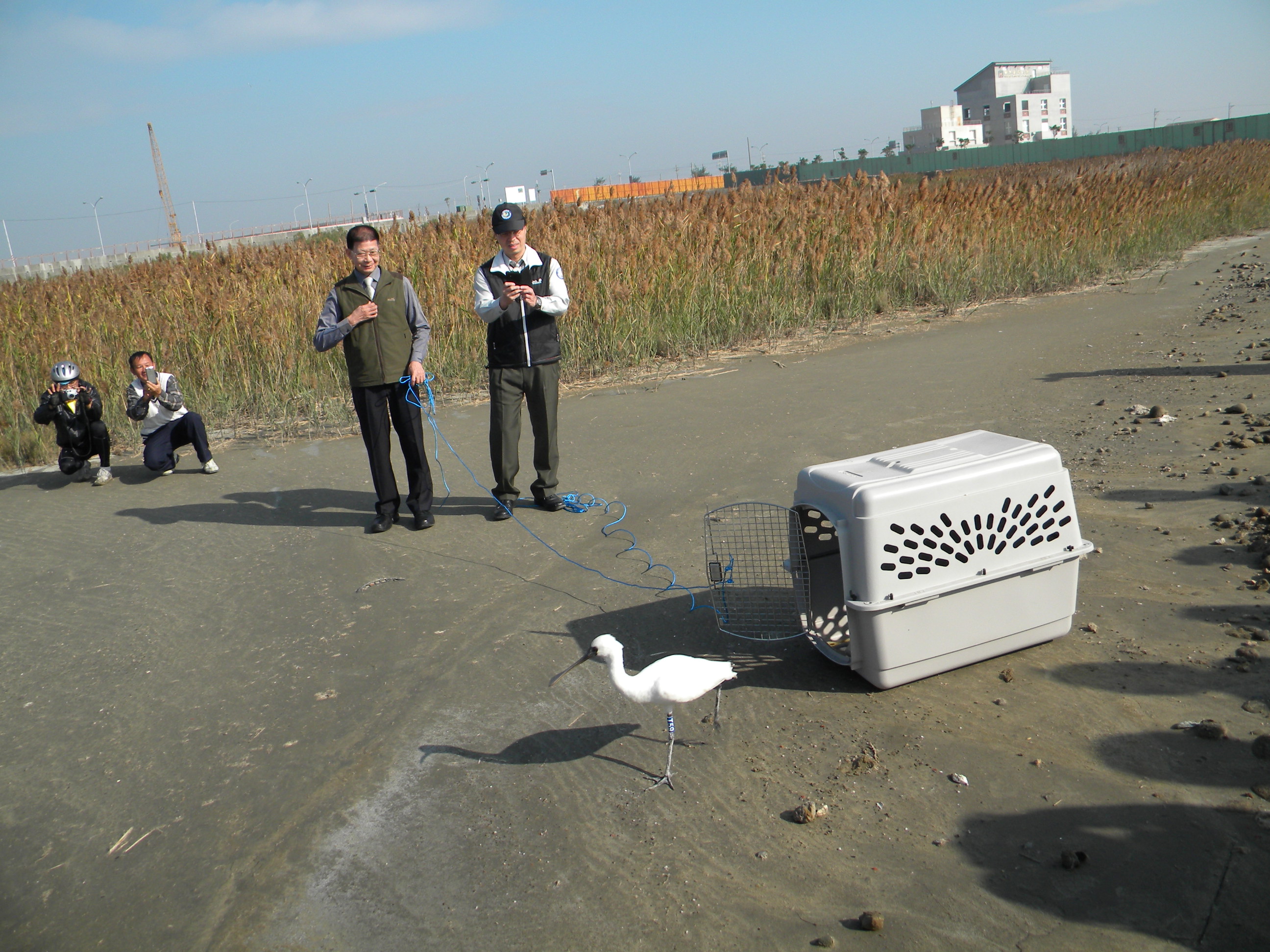 重返大自然懷抱  黑面琵鷺野放成功