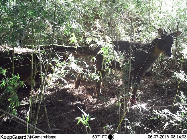 The research team used automated infrared cameras to capture video of a Formosan serow feasting on biting cat nettles