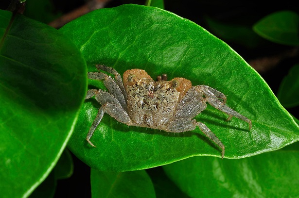 Back of Parasesarma macaco，Photographer:Li Zheng-yu