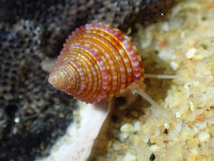 How Exciting! New Species - Kinmen Top-shell - Discovered in Lieyu,two pictures