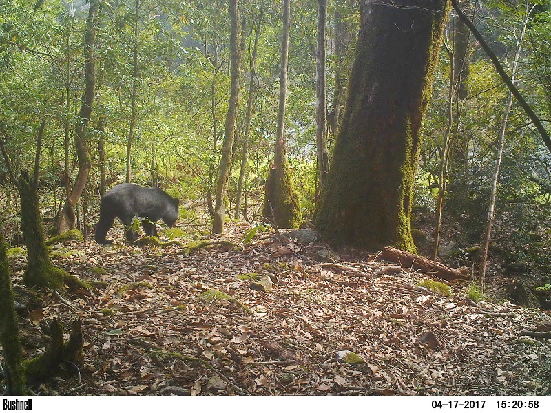 Bear Encounter! Don't Panic. React Calmly.