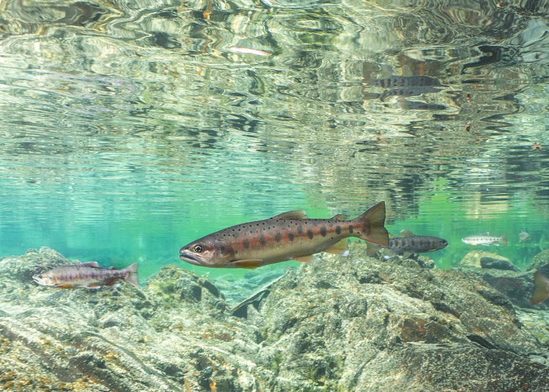 대만 산천어는 복원 후 야생에서 개체수 1.5만 마리까지 도달하며 최고치를 다시 갱신하였다