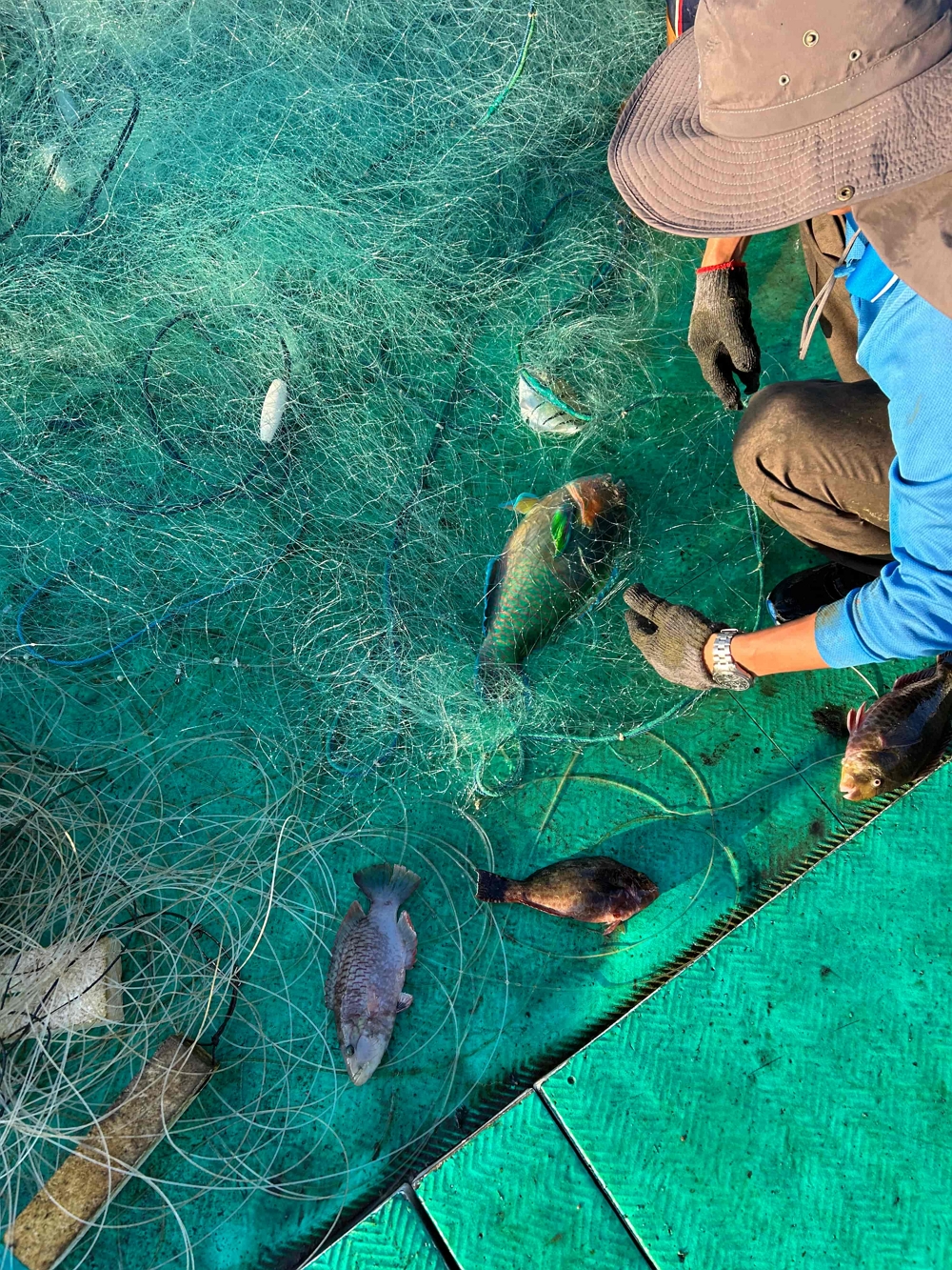 受困刺網之魚類/海管處提供