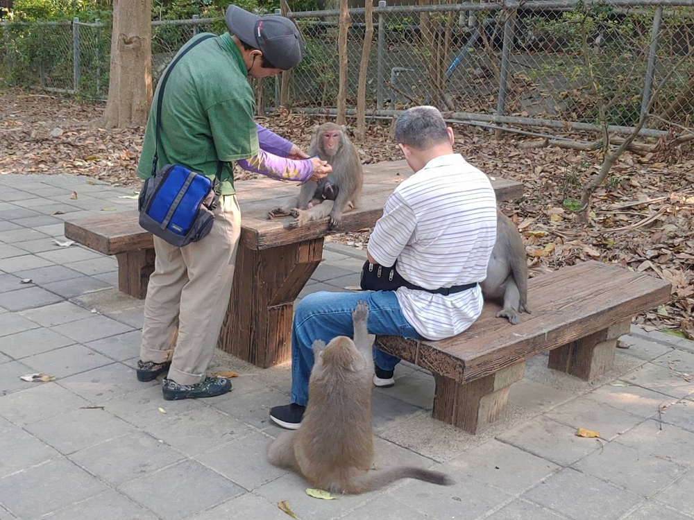 民眾餵食會使獼猴改變生態習性造成更多人猴衝突/自管處提供