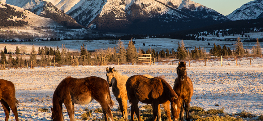 亞哈廷達牧場一景（圖片來源：Parks Canada）