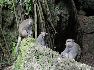 臺灣獼猴是壽山最易觀察的野生動物，但請民眾不要干擾及餵食