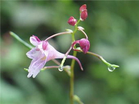 粉紅色的棣慕華鳳仙花