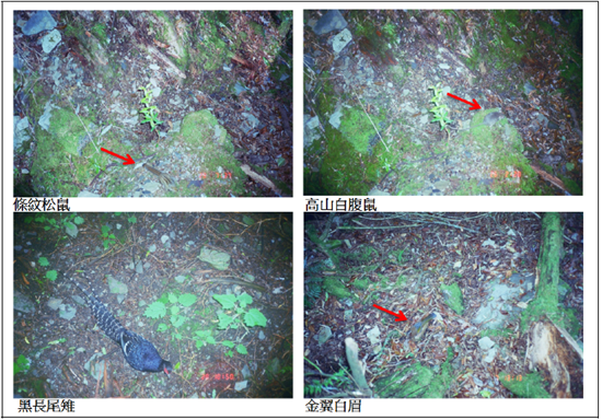 郡大林道東、西線部分紅外線自動相機記錄物種照片(三)