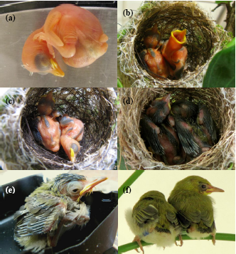 綠繡眼雛項各日齡之形質變化。(a)日齡1天；(b)、(c)日齡3天；(d)日齡6天；(d)日齡8天；(f)日齡10天(離巢)。