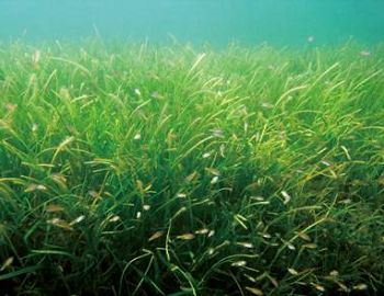 東沙海草床，是東沙魚類重要的孵育場所，也具備重要的碳吸存能力(海管處提供)