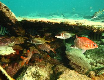 沉船殘骸中棲息著金鱗魚(海管處提供)