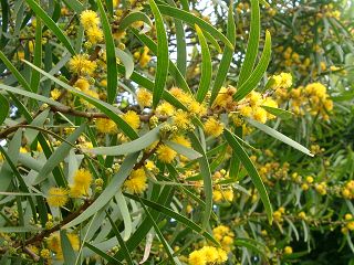 相思樹  Acacia confusa Merr.