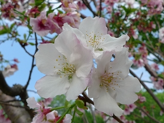 染井吉野櫻  Cerasus× yedoensis