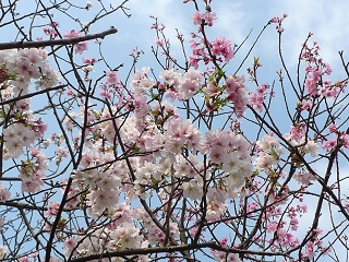 花團錦簇映藍天