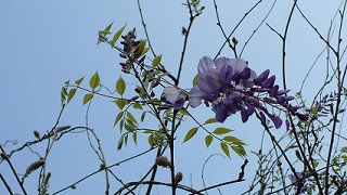 紫藤  Wisteria floribunda