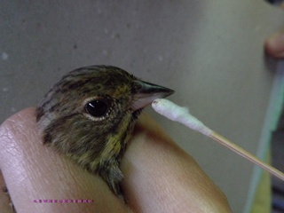 採集野生鳥類組織樣本     