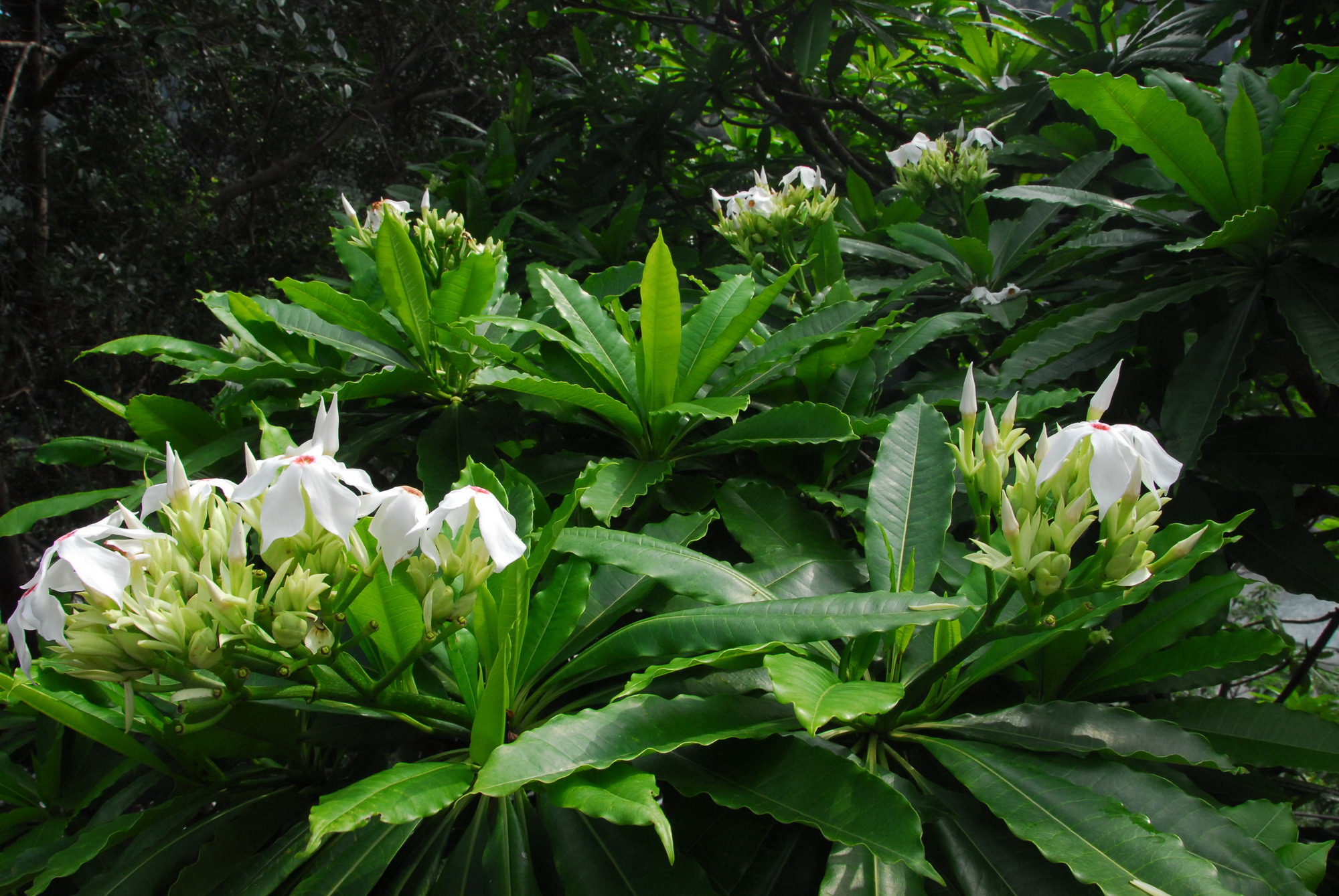 盛開的海檬果花