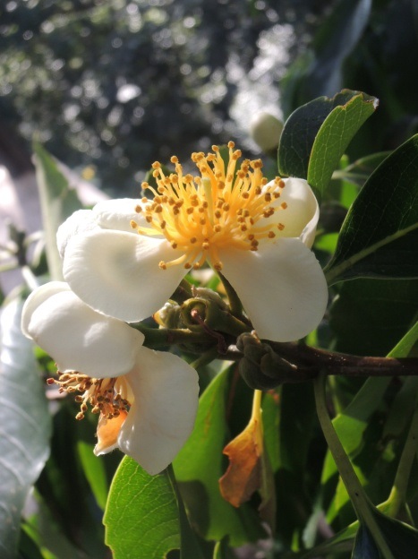 木荷(空中植物園)