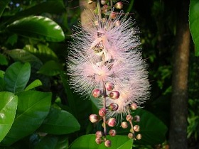 高雄都會公園植物-穗花棋盤腳