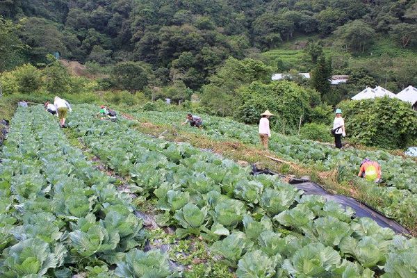 西寶有機農場－高麗菜園