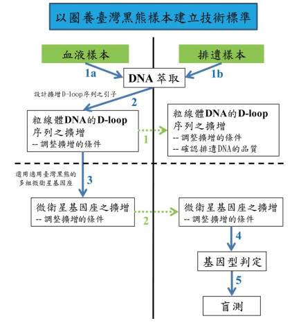 臺灣黑熊個體鑑別之技術建立過程圖。實線箭頭代表每個技術建立成功後進到下一個階段。虛線箭頭代表以血液 DNA 樣本調整好的實驗條件，再以排遺 DNA 測試之並做調整。