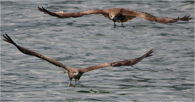 有著群聚的個性的黑鳶，常在港口、魚塭或農田找尋食物。(取自flickr，攝影YYKM 36)