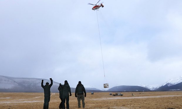 班夫國家公園保育員為野牛復育計畫最後的野放歡慶 (攝影Handout/Reuters)