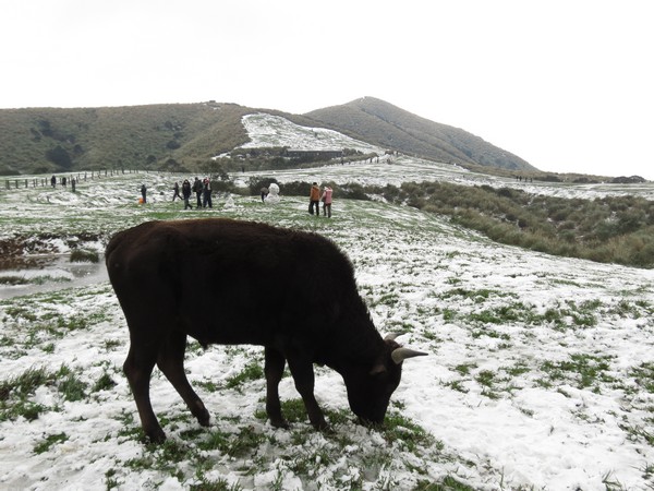 許多植物遇雪元氣大傷，但大自然自有其恢復的步調