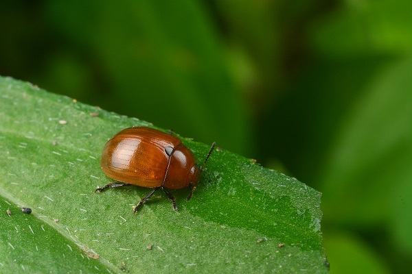 Gonioctena fulva