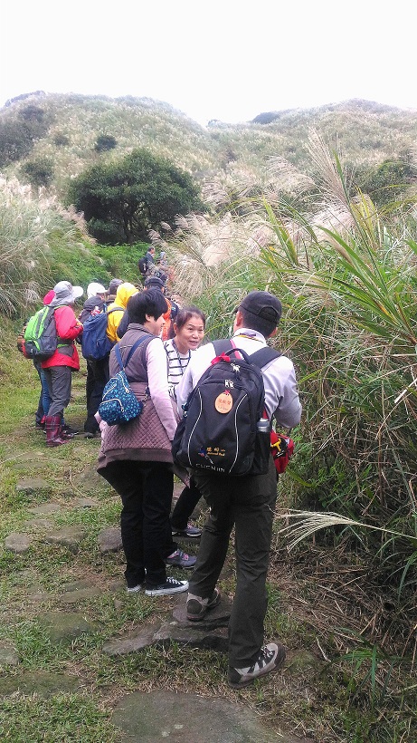 解說老師認真講解陽明山 白背芒相關植物特色  (國家公園電子報編輯小組提供)