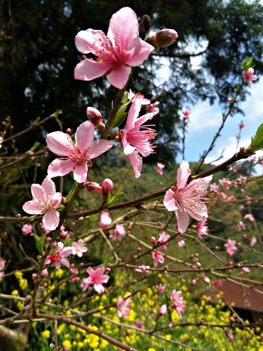  3月是上山欣賞桃花搖曳的好時節 (太魯閣國家公園管理處提供)