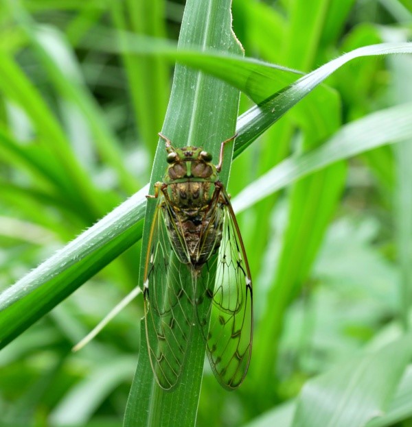 You can see Tanna sozanensis everywhere in Yangmingshan during summer time