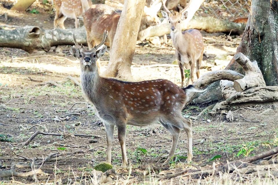 梅花鹿曾被列為「全球最受威脅鹿種」 (墾丁國家公園管理處提供)