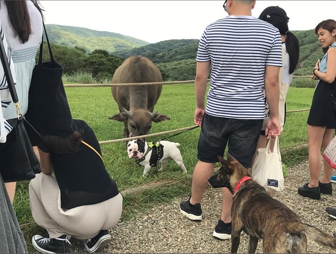 陽管處考慮未來可能會禁止攜帶寵物至擎天崗  (陽明山國家公園管理處提供，賴玉菁攝)