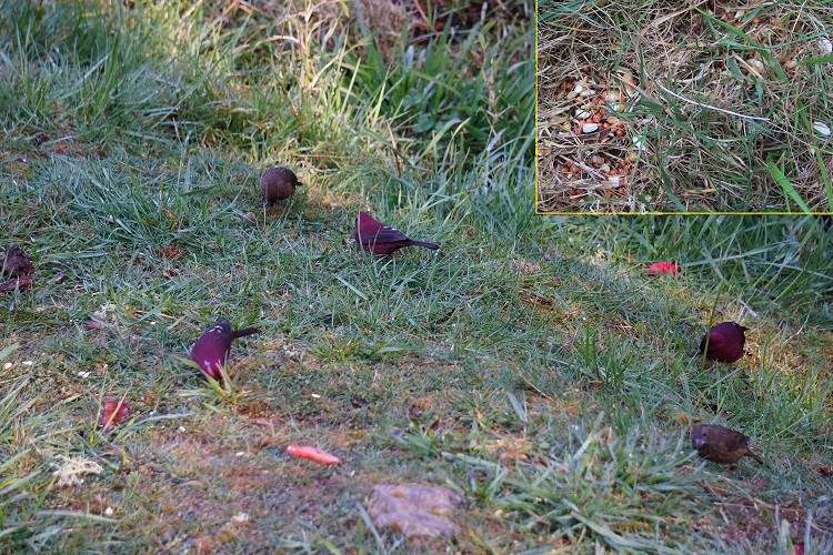 In recent years, the Tataka region has seen many incidents of improper animal feeding by visitors