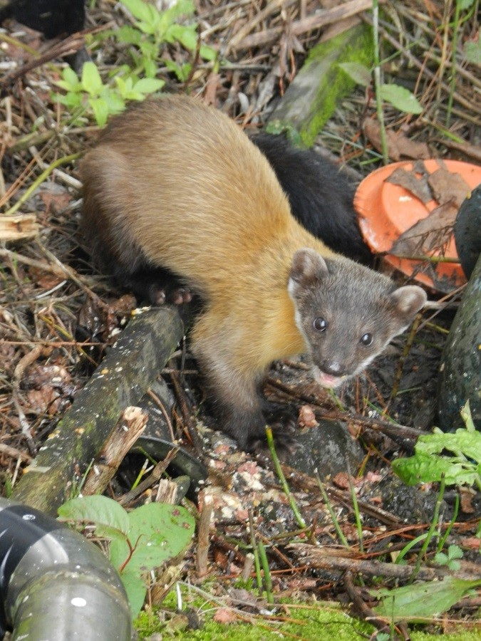  Other visitors leave behind uneaten human food that is later consumed by animals